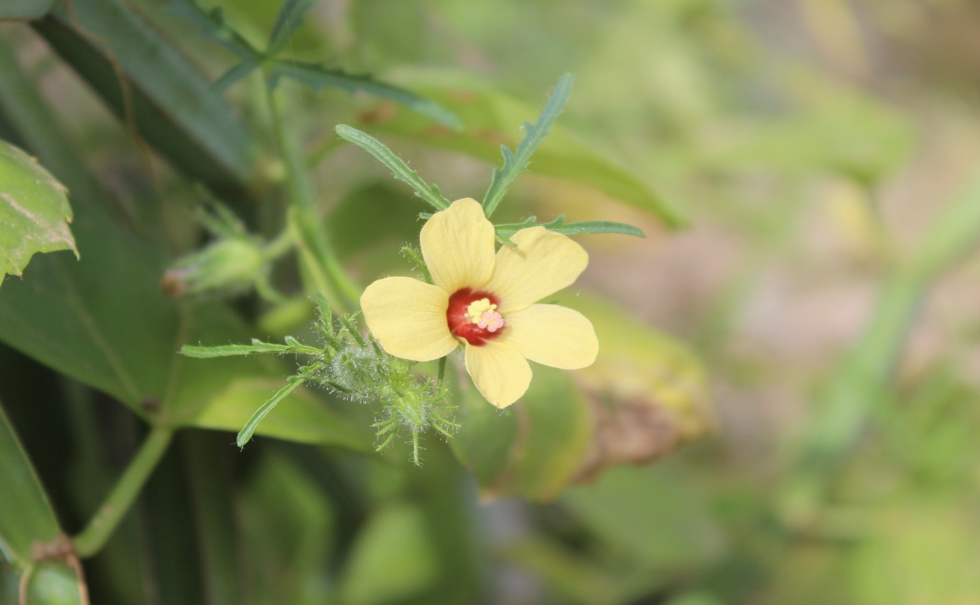 Plant Image